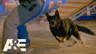 Purple Heart Winning K9 RACES to Beat Live PDs Team Fuze  Americas Top Dog Season 1  AampE [upl. by Dahaf216]