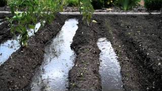 Surface Irrigation at Alices Garden [upl. by Aala]