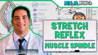 Neurology  Spinal Cord Stretch Reflex  Muscle Spindle [upl. by Anthony]