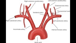 Aorta And Its Branches Anatomy [upl. by Damiano249]