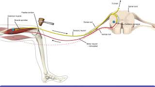 Detailed Animation on Stretch Reflex [upl. by Ayaros433]