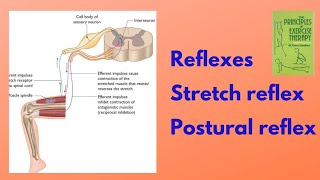 Reflexes  Stretch Reflex  Posture Reflex  kinesiology chapter 5  Physio Class [upl. by Inalan]