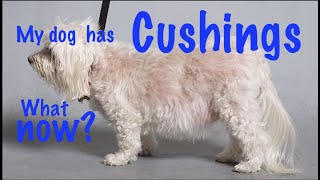 Cushings disease in dogs [upl. by Iramat]