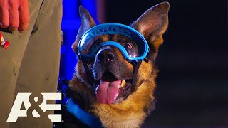 Rony the GoggleWearing K9 WINS Competition  Americas Top Dog Season 1  AampE [upl. by Alphonsa492]