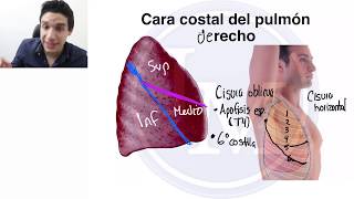 Anatomía  Sistema Respiratorio  Pulmón y Traquea [upl. by Zailer]