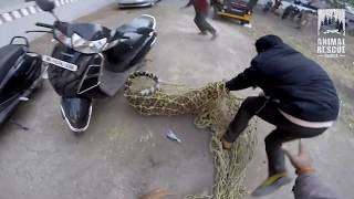 Leopard Rescue in Nashik  Leopard in Nashik city  Gopro  Animal Rescue India [upl. by Ailina]