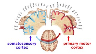 The Sensorimotor System and Human Reflexes [upl. by Yort]