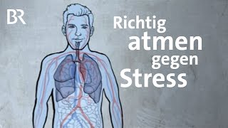 Die 4711 Atemtechnik hilft gegen Stress und bei Schlafproblemen  Gut zu wissen  BR [upl. by Alguire55]