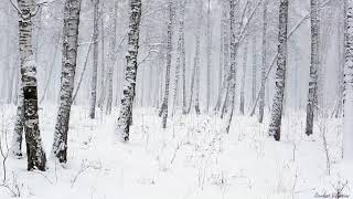 Snowstorm in the Forest  Winter Blizzard Sounds for Sleep amp Relaxation  Natural White Noise Sounds [upl. by Chaudoin]