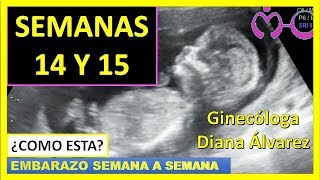 EMBARAZO SEMANA 14 Y 15 POR GINECOLOGA DIANA ALVAREZ [upl. by Ahsieyk622]