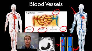 The Circulatory System [upl. by Ase]