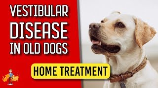 5 Essential Home Treatment Tips for Old Dog Vestibular Disease  Dog Health Vet Advice [upl. by Mairam890]