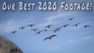 Duck and Goose Hunting Best of 2020 [upl. by Hannej]