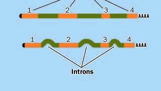 PostTranscriptional modification mRNA  RNA Processing [upl. by Anitnas]