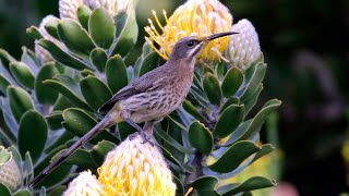 Birding South Africa Part 7 Southern Cape area Oct 1921 [upl. by Atirahs]