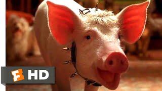 Babe Pig in the City 1998  The Birthday Song Scene 610  Movieclips [upl. by Loring]