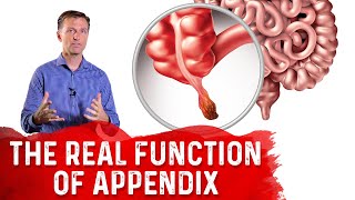 The REAL Function of Appendix – Dr Berg [upl. by Trahurn178]