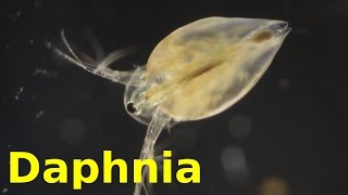 Daphnia [upl. by Kcirdde]