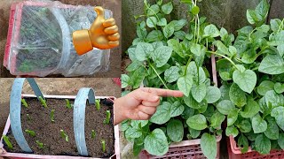 how to grow malabar spinach from supermarket stalks [upl. by Ehrenberg]