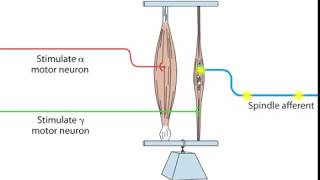 The Stretch reflex [upl. by Farnsworth]