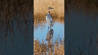 Some highlights from birding Southern Africa [upl. by Rudelson]