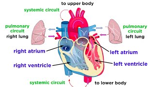 The Circulatory System Part 1 The Heart [upl. by Jamaal]