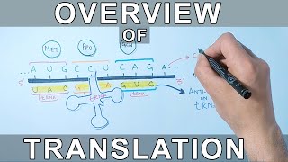 Overview of Translation  Protein Synthesis [upl. by Farver]