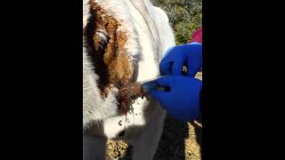 Horse Abscess Being Lanced [upl. by Feucht]