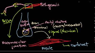 Clostridium botulinum pathogenesis [upl. by Glynn447]