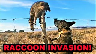 100 NATURAL WAY to Control Invasive Raccoons [upl. by Tillo324]