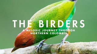 THE BIRDERS  A Melodic Journey through Northern Colombia [upl. by Springer]