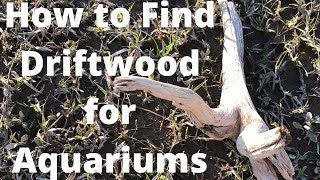 How to Find Driftwood for Aquariums [upl. by Nowaj]