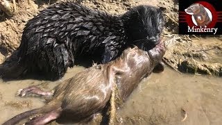 My Mink Brocc and Rocky Hunting Muskrats [upl. by Seebeck117]