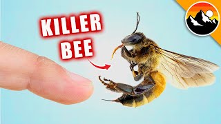 STUNG by a KILLER BEE [upl. by Ratha]