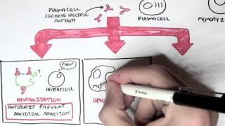 Immunology  Adaptive Immune System [upl. by Anwadal649]