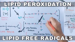 Mechanism of Lipid Peroxidation [upl. by Damiano366]