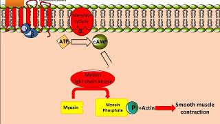 Salbutamol Ventolin Mechanism of Action [upl. by Phedra]