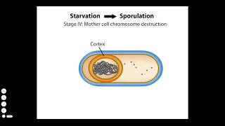 Endospore Formation [upl. by Chuu]