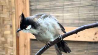 Red whiskered bulbul [upl. by Ettenuahs348]