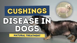 Cushings Disease in Dogs Natural Treatment [upl. by Ahsikel]