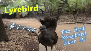 Lyrebird The Best Songbird Ever [upl. by Aillemac]