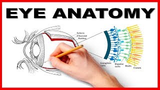 Eye Anatomy and Function  Made Easy [upl. by Hoem]