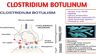 Clostridium botulinum  Botulism  Medical microbiology [upl. by Rivkah]