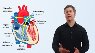 The Cardiovascular System An Overview [upl. by Peppel652]