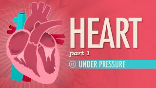 The Heart Part 1  Under Pressure Crash Course Anatomy amp Physiology 25 [upl. by Moyra]