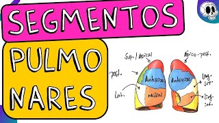 Sistema respiratório  Segmentos pulmonares [upl. by Etessil532]