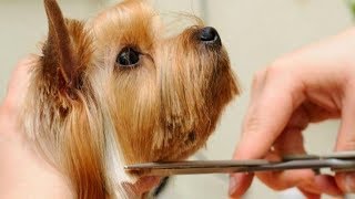 Easy Grooming Yorkshire Terrier 2020 Step by Step [upl. by Dunton]