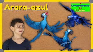 🔷🦜 Araraazul a ave mais bonita do Brasil [upl. by Ymarej]