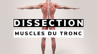 Révision ANATOMIE des MUSCLES du TRONC [upl. by Ulphi289]