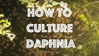 How To Culture Daphnia Magna [upl. by Zeculon]